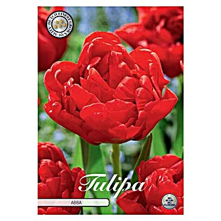 Cvjetne lukovice Tulipan Abba (Crvena, Botanički opis: Tulipa)
