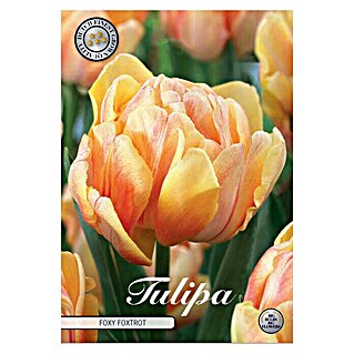 Lukovice proljetnog cvijeća Tulipan Foxy Foxtrot (Narančasta, Botanički opis: Tulipa)