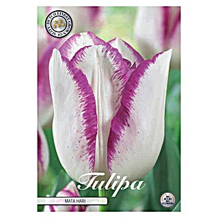 Lukovice proljetnog cvijeća Tulipan Triumph Mata Hari (Bijela, Botanički opis: Tulipa)