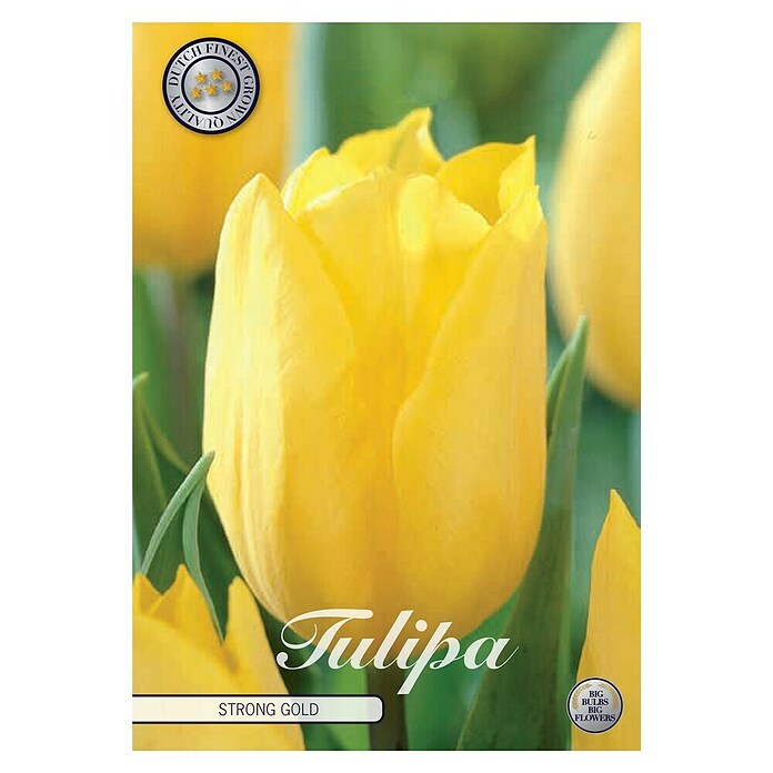 Lukovice proljetnog cvijeća Tulipan Strong Gold  (Žuta, Botanički opis: Tulipa, 10 Kom.) | BAUHAUS