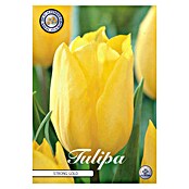 Lukovice proljetnog cvijeća Tulipan Strong Gold  (Žuta, Botanički opis: Tulipa, 10 Kom.) | BAUHAUS