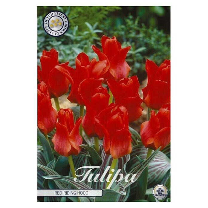 Lukovice proljetnog cvijeća Tulipan Greigii Redriding  (Crvena, Botanički opis: Tulipa, Broj cvjetnih lukovica: 10 Kom.) | BAUHAUS