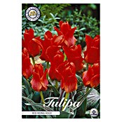 Lukovice proljetnog cvijeća Tulipan Greigii Redriding  (Crvena, Botanički opis: Tulipa, Broj cvjetnih lukovica: 10 Kom.) | BAUHAUS