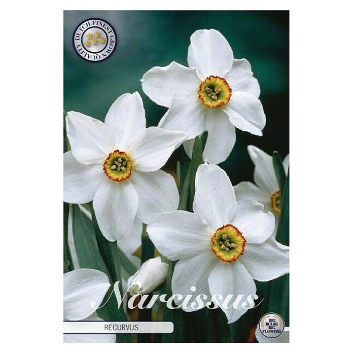 Lukovice proljetnog cvijeća Narcisa Splitcrown Recurvus  (Bijela, Botanički opis: Narcissus, Broj cvjetnih lukovica: 5 Kom.) | BAUHAUS
