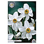 Lukovice proljetnog cvijeća Narcisa Splitcrown Recurvus  (Bijela, Botanički opis: Narcissus, Broj cvjetnih lukovica: 5 Kom.) | BAUHAUS