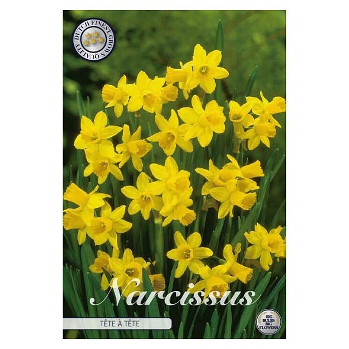 Lukovice proljetnog cvijeća Splitcrown Narcise Tete a Tete  (Žuta, Botanički opis: Narcissus, Broj cvjetnih lukovica: 10 Kom.) | BAUHAUS