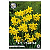 Lukovice proljetnog cvijeća Splitcrown Narcise Tete a Tete  (Žuta, Botanički opis: Narcissus, Broj cvjetnih lukovica: 10 Kom.) | BAUHAUS