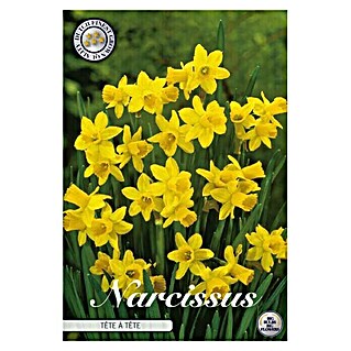 Lukovice proljetnog cvijeća Splitcrown Narcise Tete a Tete (Žuta, Botanički opis: Narcissus)