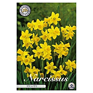 Lukovice proljetnog cvijeća Splitcrown Narcise Tete a Tete (Žuta, Botanički opis: Narcissus, Broj cvjetnih lukovica: 10 Kom.)