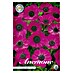 Lukovice proljetnog cvijeća Anemone Coronaria Sylphide 