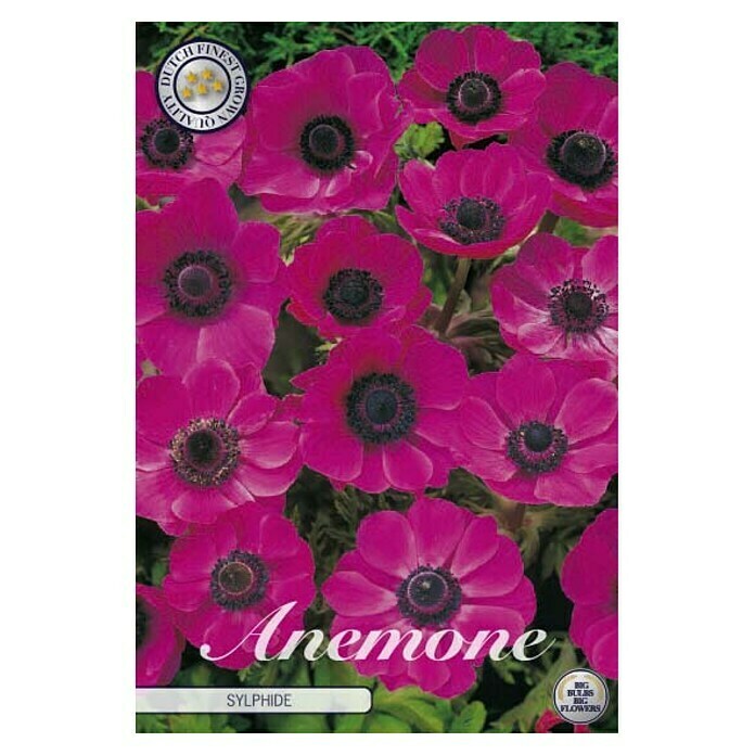Lukovice proljetnog cvijeća Anemone Coronaria Sylphide  (Roza, Botanički opis: Anemone, Broj cvjetnih lukovica: 20 Kom.) | BAUHAUS