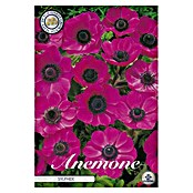 Lukovice proljetnog cvijeća Anemone Coronaria Sylphide  (Roza, Botanički opis: Anemone, Broj cvjetnih lukovica: 20 Kom.) | BAUHAUS