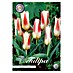 Lukovice proljetnog cvijeća Tulipan Kaufmannia Johan Strauss 