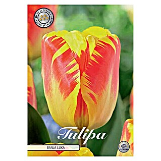Lukovice proljetnog cvijeća Tulipan Triumph Banja Luka (Botanički opis: Tulipa, Žute boje)