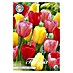 Lukovice proljetnog cvijeća Tulipan Darwin Hybride Mixed 