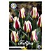 Lukovice proljetnog cvijeća Tulipan Greigii Mary Ann 