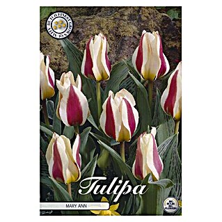 Lukovice proljetnog cvijeća Tulipan Greigii Mary Ann (Bijela, Botanički opis: Tulipa)