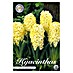 Lukovice proljetnog cvijeća Zumbul Orientalis City of Haarlem 