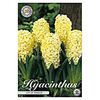 Lukovice proljetnog cvijeća Zumbul Orientalis City of Haarlem (Žuta, Botanički opis: Hyacinthus)