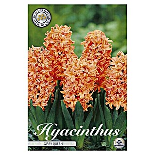 Lukovice proljetnog cvijeća Zumbul Orientalis Gipsy Queen (Narančasta, Botanički opis: Hyacinthus)