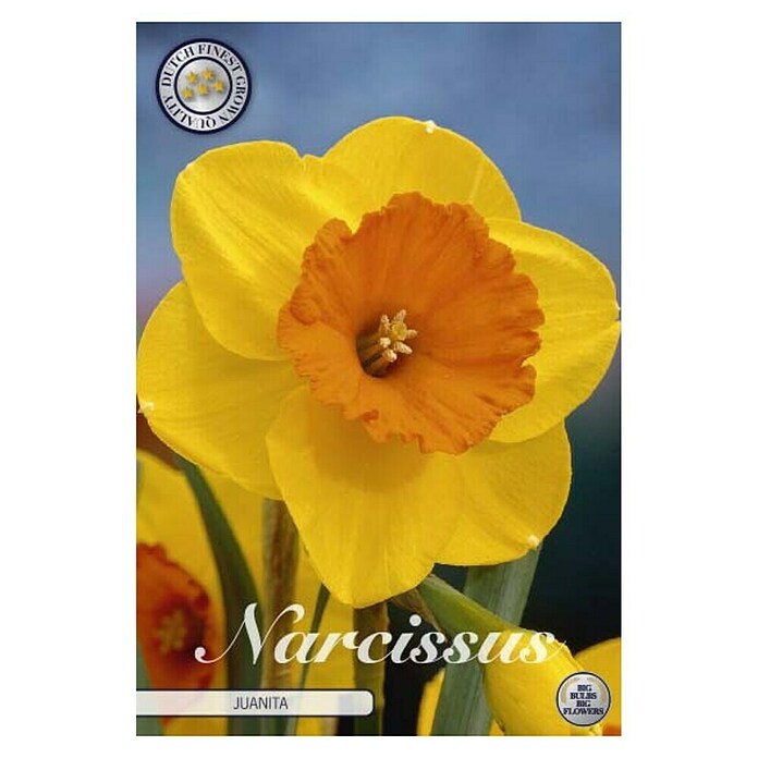 Lukovice proljetnog cvijeća Narcisa large cupped Juanita  (Žuta, Botanički opis: Narcissus, Broj cvjetnih lukovica: 5 Kom.) | BAUHAUS
