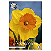 Lukovice proljetnog cvijeća Narcisa large cupped Juanita  (Žuta, Botanički opis: Narcissus, Broj cvjetnih lukovica: 5 Kom.) | BAUHAUS