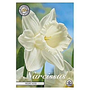 Lukovice proljetnog cvijeća Narcisa large cupped Mount Hood (bijele boje, Botanički opis: Narcissus)