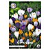 Lukovice proljetnog cvijeća Crocus vernus 