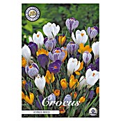 Lukovice proljetnog cvijeća Crocus vernus  (Miješana boja, Botanički opis: Crocus, Broj cvjetnih lukovica: 10 Kom.) | BAUHAUS
