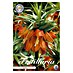 Lukovice proljetnog cvijeća Fritillaria Imperialis Rubra 