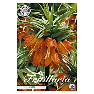 Lukovice proljetnog cvijeća Fritillaria Imperialis Rubra (Narančasta, Botanički opis: Fritillaria)