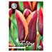 Lukovice proljetnog cvijeća Tulipan Triumph Muvota 
