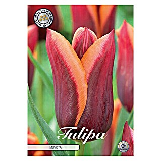 Lukovice proljetnog cvijeća Tulipan Triumph Muvota (Crvena, Botanički opis: Tulipa)