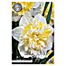 Lukovice proljetnog cvijeća Narcisa Double Ice King 