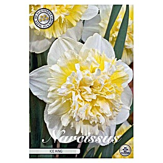 Lukovice proljetnog cvijeća Narcisa Double Ice King (Bijela, Botanički opis: Narcissus)
