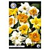 Lukovice proljetnog cvijeća Narcise Splitcrown Spleertkronig 