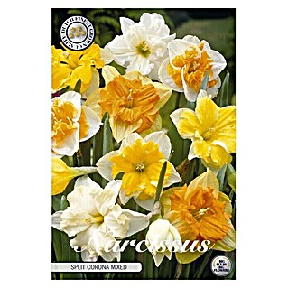 Lukovice proljetnog cvijeća Narcise Splitcrown Spleertkronig (Bijela, Botanički opis: Narcissus)