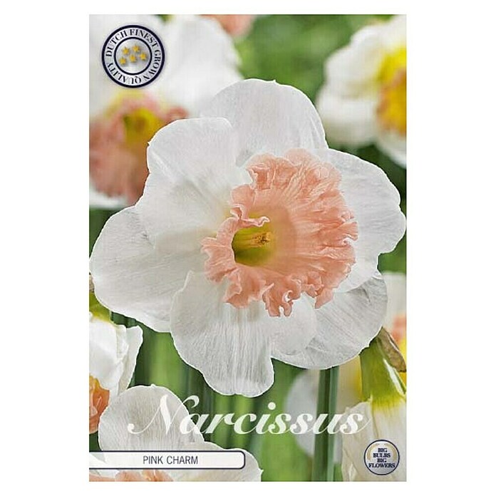 Lukovice proljetnog cvijeća Narcisa Large Cuppedpink Charm  (Bijela, Botanički opis: Narcissus, Broj cvjetnih lukovica: 5 Kom.) | BAUHAUS