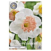 Lukovice proljetnog cvijeća Narcisa Large Cuppedpink Charm  (Bijela, Botanički opis: Narcissus, Broj cvjetnih lukovica: 5 Kom.) | BAUHAUS
