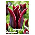 Lukovice proljetnog cvijeća Tulipan Merlot 