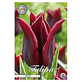 Lukovice proljetnog cvijeća Tulipan Merlot (Crvena, Botanički opis: Tulipa)