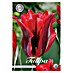 Lukovice proljetnog cvijeća Tulipan Viridiflora Esperanto 