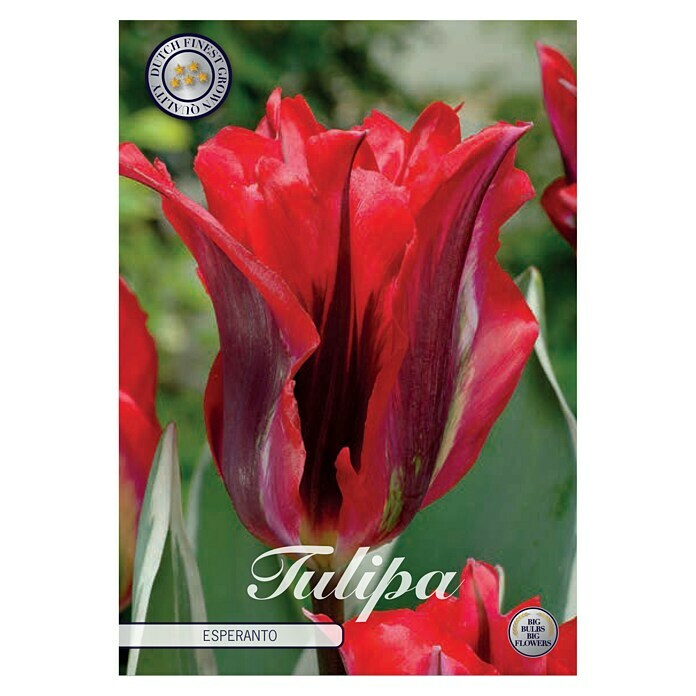 Lukovice proljetnog cvijeća Tulipan Viridiflora Esperanto  (Crvena, Botanički opis: Tulipa, Broj cvjetnih lukovica: 7 Kom.) | BAUHAUS