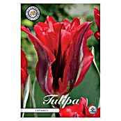 Lukovice proljetnog cvijeća Tulipan Viridiflora Esperanto  (Crvena, Botanički opis: Tulipa, Broj cvjetnih lukovica: 7 Kom.) | BAUHAUS