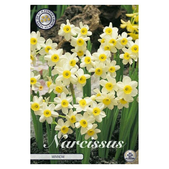 Lukovice proljetnog cvijeća Narcisa Botanical Minnow  (Bijela, Botanički opis: Narcissus, Broj cvjetnih lukovica: 10 Kom.) | BAUHAUS