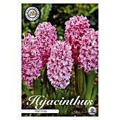 Lukovice proljetnog cvijeća Zumbul Orientalis Pink Pearl  (Ružičasta, Botanički opis: Hyacinthus, Broj cvjetnih lukovica: 5 Kom.) | BAUHAUS