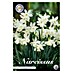 Lukovice proljetnog cvijeća Narcisa Botanical Thalia 