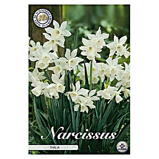Lukovice proljetnog cvijeća Narcisa Botanical Thalia (Bijela, Botanički opis: Narcissus)