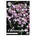 Lukovice proljetnog cvijeća Chionodoxa Forbesii Pink Giant 