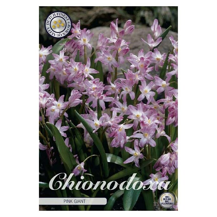Lukovice proljetnog cvijeća Chionodoxa Forbesii Pink Giant  (Roza, Botanički opis: Chionodoxa, Broj cvjetnih lukovica: 20 Kom.) | BAUHAUS